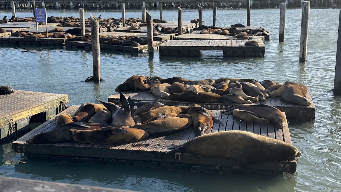 Sea lions at the waterfront